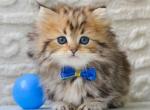 Davis golden tiger minuet munchkin short legs - Munchkin Kitten For Sale - TX&comma; US