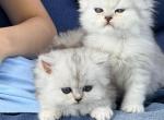 Mini - Persian Kitten For Sale - Staten Island&comma; NY&comma; US