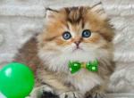 Dante golden ticked minuet munchkin short legs - Munchkin Kitten For Sale - TX&comma; US