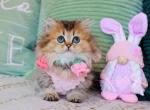 Jasmine munchkin minuet golden chinchilla longhair - Munchkin Kitten For Sale - TX&comma; US
