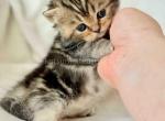 Umi tiny classic tabby short legs munchkin baby - Munchkin Kitten For Sale - TX&comma; US