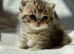 Uri tiny cheetah cub tabby short legs munchkin - Munchkin Kitten For Sale - TX&comma; US