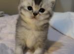 Haru - British Shorthair Kitten For Sale - 