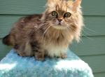 Kiki - Ragamuffin Cat For Sale - Salem&comma; OR&comma; US