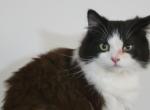 Sylvester - Ragamuffin Cat For Sale - Salem&comma; OR&comma; US