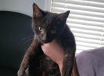 Max - Domestic Kitten For Adoption - Rosedale&comma; MD&comma; US