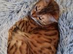 Cleo - Bengal Cat For Sale/Retired Breeding - Arcadia&comma; IN&comma; US