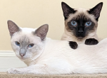 Available for Deposit - Siamese Kitten For Sale - 