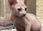 Litter Lila April 5 - Sphynx Kitten For Sale - Houston&comma; TX&comma; US