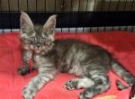 Bud - Maine Coon Kitten For Sale - Rogersville&comma; MO&comma; US