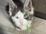 Bentley - Maine Coon Kitten For Sale - Rogersville&comma; MO&comma; US