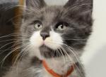 Beau - Maine Coon Kitten For Sale - Rogersville&comma; MO&comma; US