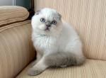 Scottish Fold Color Point Male - Scottish Fold Kitten For Sale - 
