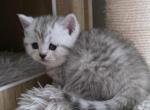 Nala - Scottish Straight Kitten For Sale - Simpsonville&comma; SC&comma; US