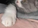 Seph - Domestic Kitten For Adoption - Kent&comma; WA&comma; US