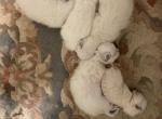 Siamese Kittens - Siamese Kitten For Sale - Raleigh&comma; NC&comma; US