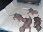 Platinum Hairless Sphynx Kitten - Sphynx Kitten For Sale - Bala Cynwyd&comma; PA&comma; US
