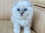 Scottish fold male color point - Scottish Fold Kitten For Sale - Orlando&comma; FL&comma; US