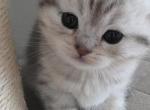 Bella - Scottish Fold Kitten For Sale - Simpsonville&comma; SC&comma; US