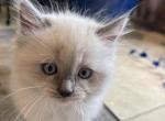 Summer Ragdoll Kittens Litter Ad - Ragdoll Kitten For Sale - Front Royal&comma; VA&comma; US