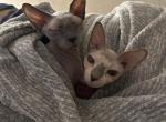 Berus - Domestic Cat For Adoption - Phoenix&comma; AZ&comma; US