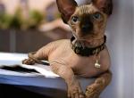 Mini litter - Sphynx Kitten For Sale - 