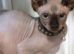 Mini litter - Sphynx Kitten For Sale - Four Oaks&comma; NC&comma; US