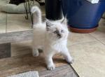 Blue Ivy Available Now - Ragdoll Kitten For Sale - Front Royal&comma; VA&comma; US
