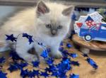 Blue Ivy - Ragdoll Kitten For Sale - Front Royal&comma; VA&comma; US