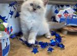 Dahlia - Ragdoll Kitten For Sale - Front Royal&comma; VA&comma; US