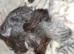Bailey's litter - Bengal Kitten For Sale - Spring Grove&comma; PA&comma; US