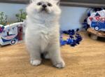 Tai Constellation - Ragdoll Kitten For Sale - Front Royal&comma; VA&comma; US