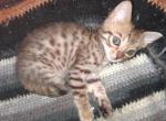 Co co's litter - Bengal Kitten For Sale - 