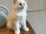 Zinnia - Ragdoll Kitten For Sale - Front Royal&comma; VA&comma; US