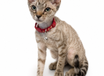 Lala - Minskin Kitten For Sale - 