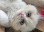 Bonsai available now - Ragdoll Kitten For Sale - Front Royal&comma; VA&comma; US