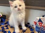 Bonsai - Ragdoll Kitten For Sale - Front Royal&comma; VA&comma; US