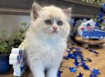 Flora - Ragdoll Kitten For Sale - Front Royal&comma; VA&comma; US