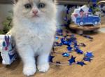 Flora  Available Now - Ragdoll Kitten For Sale - Front Royal&comma; VA&comma; US