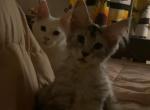 Stormys first litter - Maine Coon Kitten For Sale - Mishawaka&comma; IN&comma; US