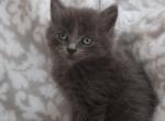 Meadow - Domestic Kitten For Sale - Dryville&comma; PA&comma; US