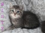 Misty - Domestic Kitten For Sale - Dryville&comma; PA&comma; US