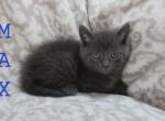 Max - Domestic Kitten For Sale - Dryville&comma; PA&comma; US