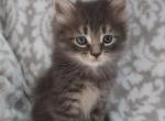 Milo - Domestic Kitten For Sale - Dryville&comma; PA&comma; US