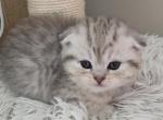 Bella - Scottish Fold Kitten For Sale - Simpsonville&comma; SC&comma; US