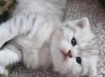 Thomas - Scottish Fold Kitten For Sale - 