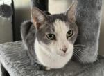 Artimus - Domestic Cat For Adoption - TN&comma; US