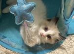 Bicolor seal point female ragdoll  4 weeks old - Ragdoll Kitten For Sale - Beavercreek&comma; OH&comma; US