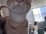 PETER and Wendy - Domestic Cat For Adoption - TN&comma; US