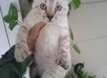Highland Lynx - Highlander Kitten For Sale - Sandusky&comma; MI&comma; US